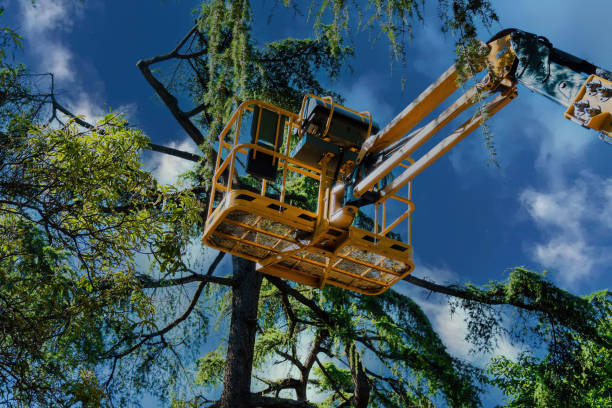 Professional  Tree Services in Crescent City, CA