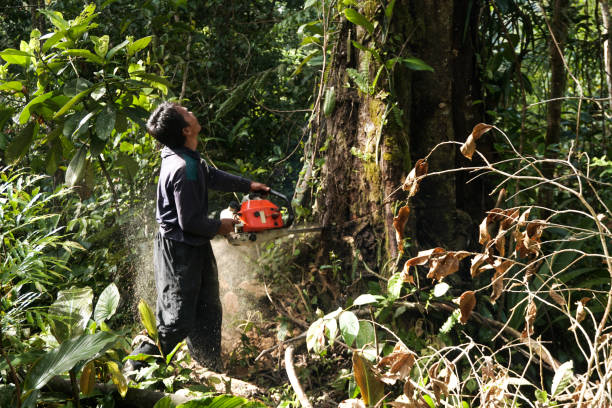 How Our Tree Care Process Works  in  Crescent City, CA